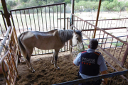 Un dels cavalls desnodrits atès per un agent dels Mossos a Alfara de Carles.