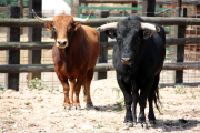 Dos bous braus de la ramaderia 'Lo Xarnego' a la finca Les Olles.