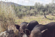 En el santuari hi viuen alguns porcs rescatats a Sant Pere i Sant Pau, entre d'altres animals.