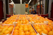 Primer pla de caixes de mandarines preparades per a l'exportació als magatzems d'Agrofruit. Imatge del 19 de juny de 2015 (horitzontal)