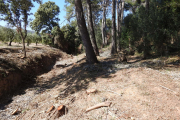 El bosc de la llera del torrent de Sant Marc, amb espècies talades.