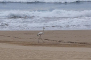 Imatge del flamenc a la platja tarragonina.