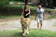 Mada, Eloi y el león Simba paseando por la finca que tienen en Sant Jaume de Llierca.