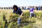 Pla obert d'una segadora que ha participat en l'exhibició de la sega de l'arròs en les festes de Deltebre. Imatge del 15 de setembre del 2019 (Horitzontal).