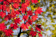 Los colores ocres y terrones son característicos del bosque en esta época.