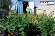 Els Mossos van desmantellar una plantació de 285 plantes.