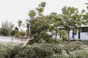 Un arbre caigut a l'entorn de l'hospital Sant Joan de Reus