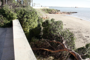 Pla detall d'una part de l'arbre que el vent ha arrencat d'un jardí i ha caigut sobre el passeig marítim i la platja, a la Ràpita.