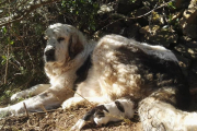 La femella de Mastin amb els seus cadells.