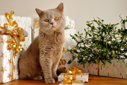 Si tenemos gato, tendremos en cuenta una serie de prevenciones con el árbol de Navidad.