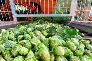 Imatge de la collita del llúpol de Prades de varietat Nugget per a l'elaboració de Complot IPA.