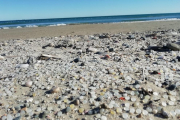 Imatge de les esferes de polietè aparegudes a la platja de la Pineda.