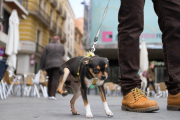 Una imatge d'arxiu d'un gos a la plaça del Mercadal.