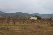 Diverses vinyes al Priorat.