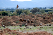 Pla general d'un grup de voltors al terra, observant els contenidors d'una granja de Vinallop.