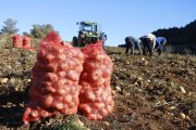 Imatge d'arxiu d'una plantació de patates.