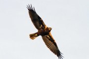 Un exemplar d'arpella comuna albirada al Parc Natural del Delta de l'Ebre.