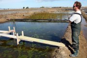 Imatge d'arxiu d'un camp d'arròs de les Terres de l'Ebre