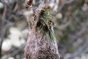 Un niu d'eruga processionària a Mont-roig del Camp.