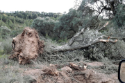 Una olivera arrencada al camí d'Almatret.