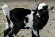 Una entidad busca adoptantes para cabras rescatadas