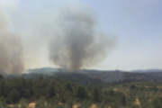 Reproduccions al flanc dret de l'incendi Forestal de Ribera d'Ebre.