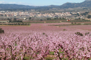 Pla general d'un camp de presseguers florits, amb Móra d'Ebre al fons.