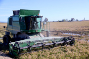 Una máquina recolectora segando en un campo de arroz de Deltebre.