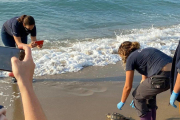 Personal del CRAM en el moment de tornar la tortuga al mar.