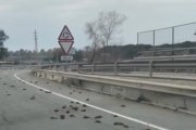 Imatge dels ocells a la carretera en un vídeo enregistrat per un conductor.