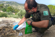 Pla general d'un agent rural recollint mostres dels esquers enverinats localitzats en una caseta a l'espai natural de la serra del Boix-Cardó.