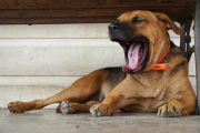 Imagen de un perro bostezando.