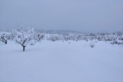 Imagen del término de Arnes, en la Terra Alta, con gruesos|grosores de nieve de 60 cm.