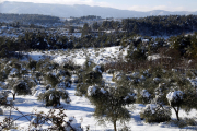 Plano general donde se puede ver un campo de olivos con árboles con ramas rotas por el peso de la nieve, en Vinaixa.