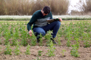 El director técnico de Agroservicios.cat, Alfred Palma revisando la plantación experimental de quinua en la finca del Capitán del Deltebre.