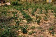 Imatge de la plantació localitzada a Móra d'Ebre, camuflada entre plantes de pamís.