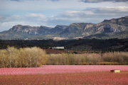 En la Ribera d'Ebre se puede contemplar la floración del almendro, el melocotonero y el cerezo.