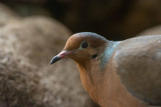 Una imatge d'una de les tórtores de Socorro nascudes al Zoo de Barcelona.