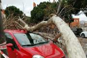 L'arbre caigut sobre tres cotxes al carrer de l'Estronci a l'Hospitalet