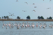 Flamencs a la Bassa de les Olles.