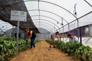 La investigadora del centro tecnológico ITAGRA de Palencia, Susana Luis (i), en uno de los invernaderos donde se ha desarrollado el proyecto FitO3 para evaluar la efectividad del uso del ozono como desinfectante en agricultura.