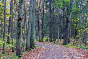 Un alzinar al Parc Natural del Montseny.