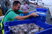 Pla mitjà d'un pescador descarregant les captures al port de les Cases d'Alcanar.