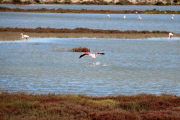 Un flamenco aterriza en uno zona de pantanal próxima a la Tancada, en el Delta de l'Ebre.