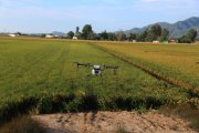 Un dron de l'empresa EbreDrone fumigant un arrossar a Amposta.