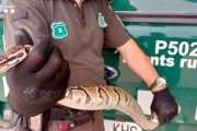 Imagen de la serpiente encontrada.