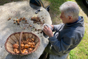 Un home netejant els bolets a Campelles (Ripollès)