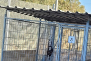 Imatge del gos maltractat a la gossera municipal de Tarragona.
