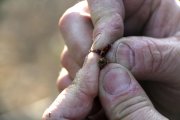 Ramon Comes, pagès de Corbins, mostra els danys de la gelada en una finca de préssecs.