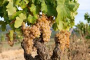 Carrolls de raïms de garnatxa blanca en una vinya de la Terra Alta.